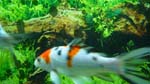 Constanta Aquarium